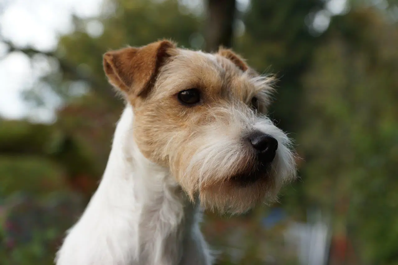 Int. Ch. Stella von Wallmichrath