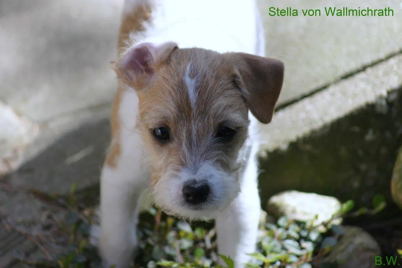 Int. Ch. Stella von Wallmichrath