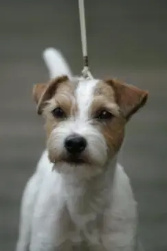 Int. Ch. lester Stuart von Wallmichrath (FCI)