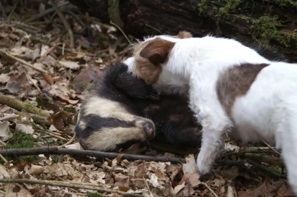 Int. Ch. lester Stuart von Wallmichrath (FCI)