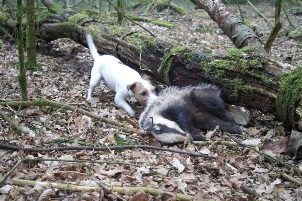 Int. Ch. lester Stuart von Wallmichrath (FCI)