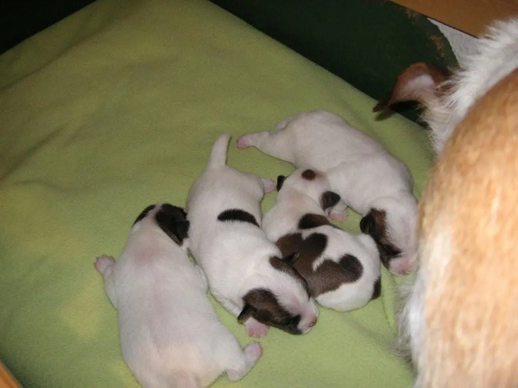 Int. Ch. lester Stuart von Wallmichrath (FCI)