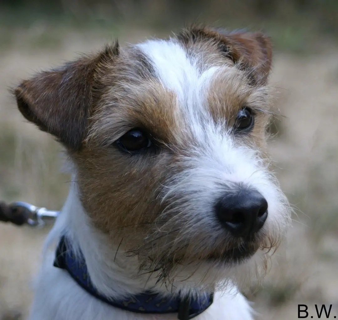 Int. Ch. lester Stuart von Wallmichrath (FCI)