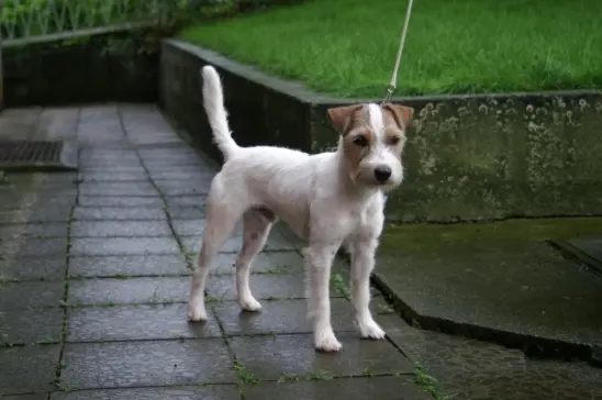 Int. Ch. lester Stuart von Wallmichrath (FCI)