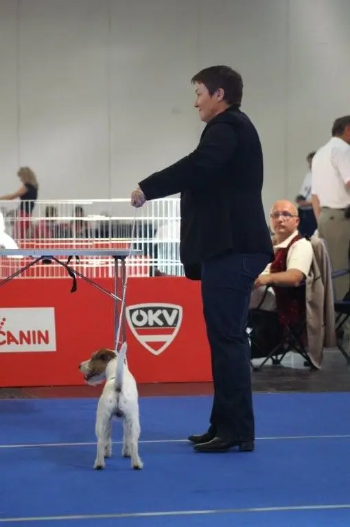 Int. Ch. lester Stuart von Wallmichrath (FCI)