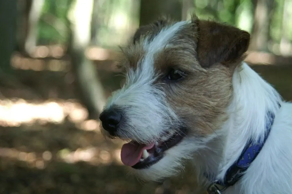 Int. Ch. lester Stuart von Wallmichrath (FCI)