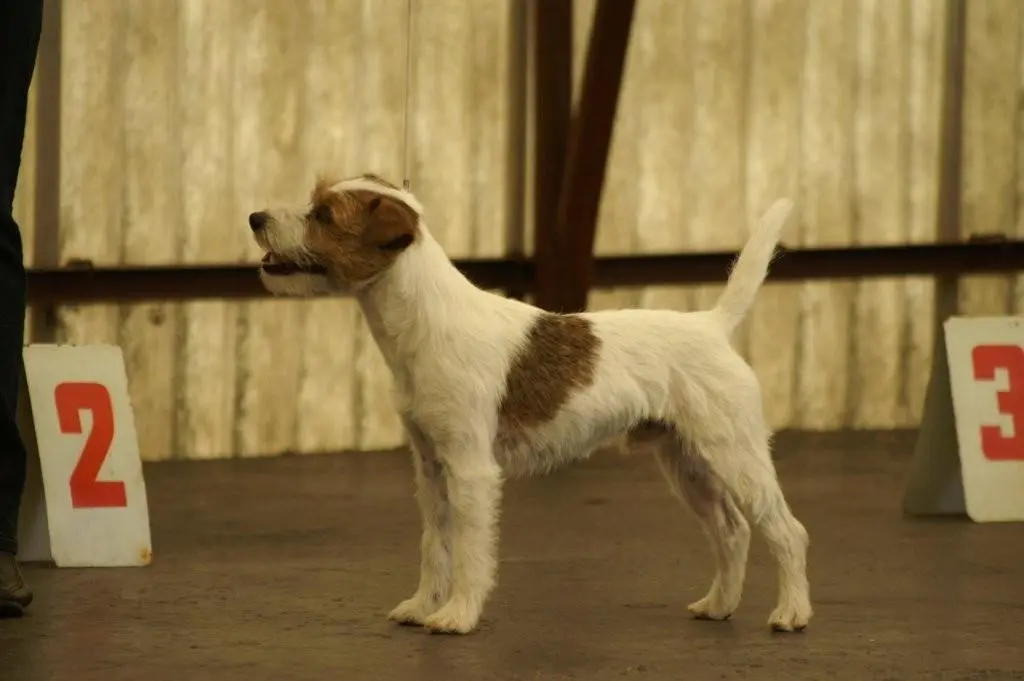 Int. Ch. lester Stuart von Wallmichrath (FCI)