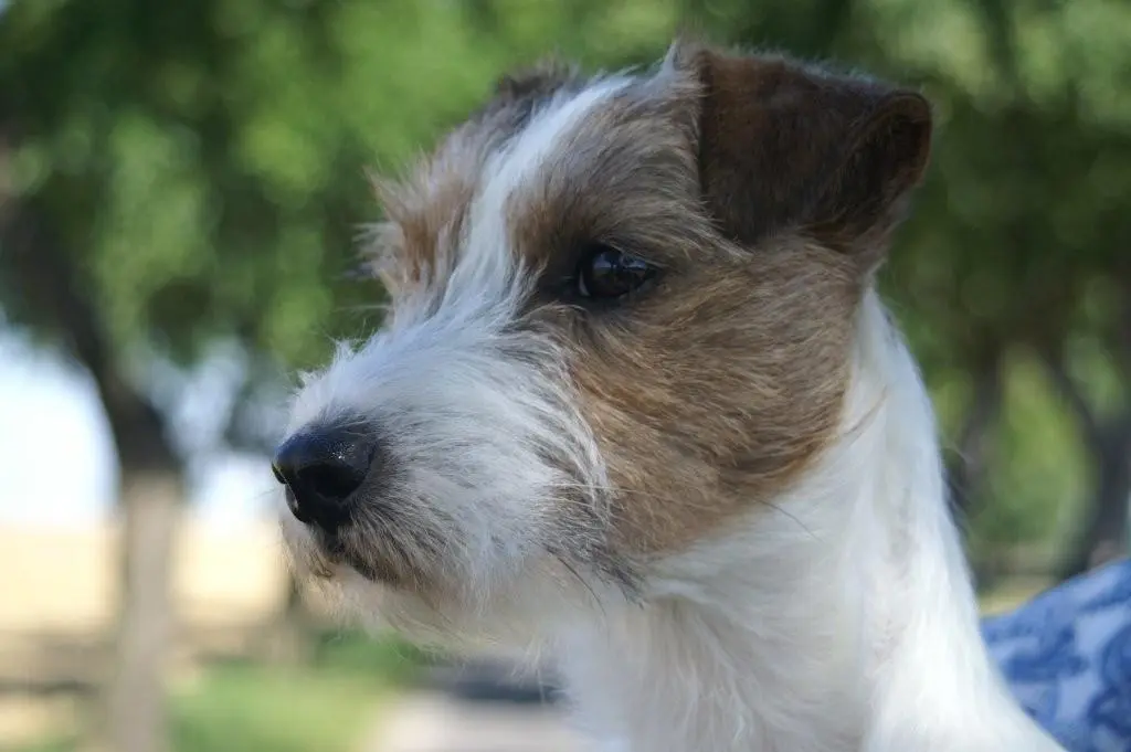 Int. Ch. lester Stuart von Wallmichrath (FCI)