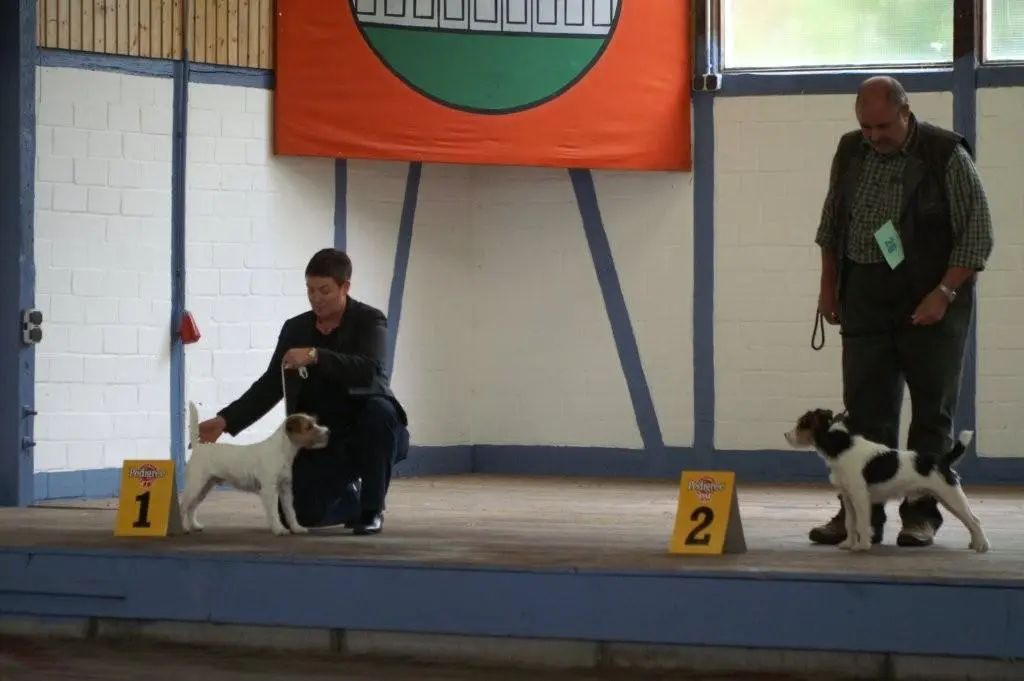 Int. Ch. lester Stuart von Wallmichrath (FCI)