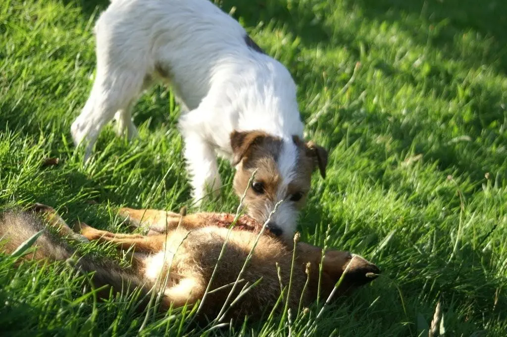 Int. Ch. lester Stuart von Wallmichrath (FCI)