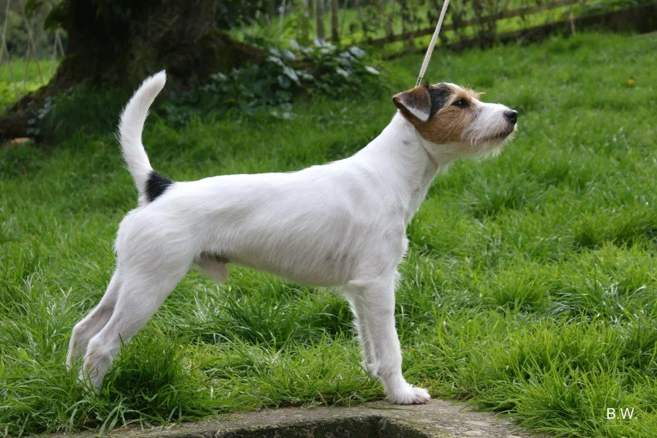 Int. Ch. Percy Stuart von Wallmichrath (FCI)