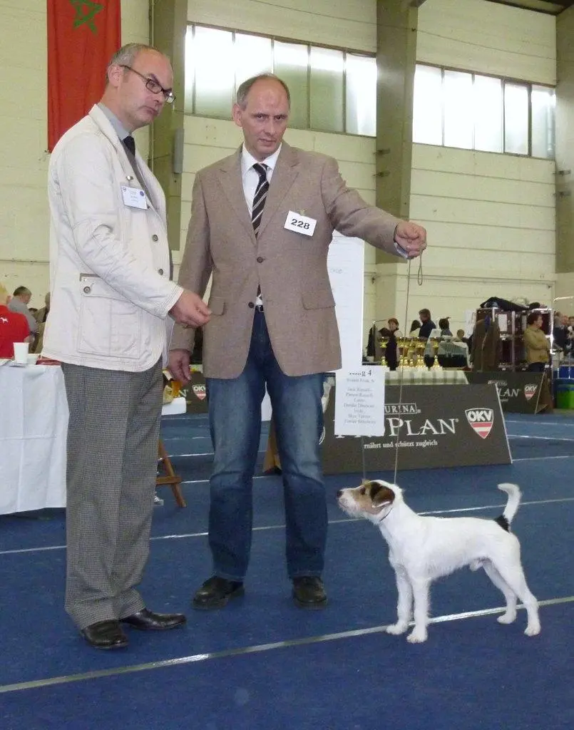 Int. Ch. Percy Stuart von Wallmichrath (FCI)