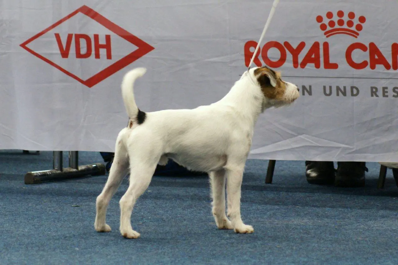 Int. Ch. Percy Stuart von Wallmichrath (FCI)