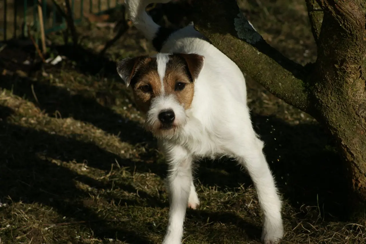 Int. Ch. Percy Stuart von Wallmichrath (FCI)