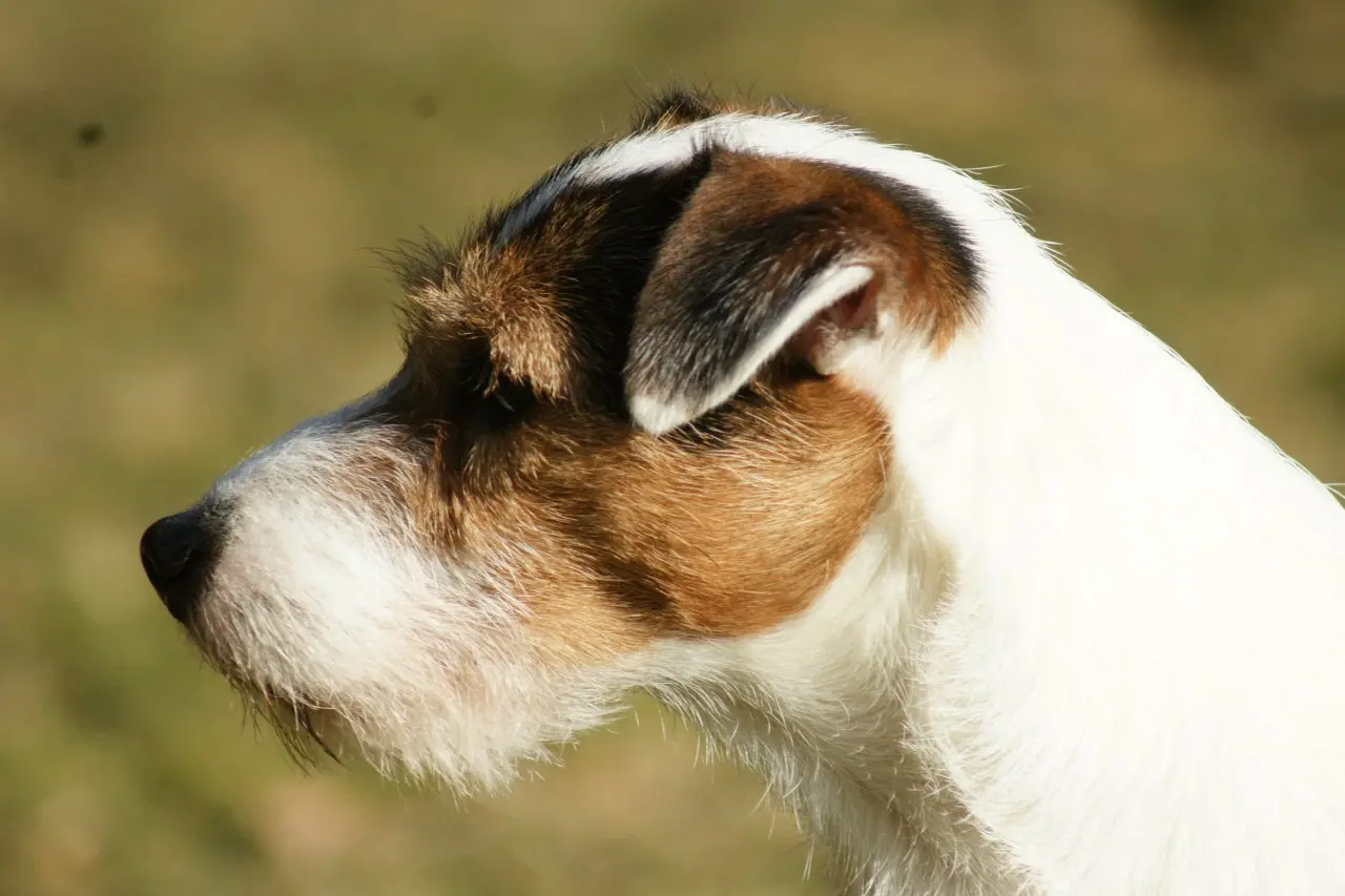 Int. Ch. Percy Stuart von Wallmichrath (FCI)