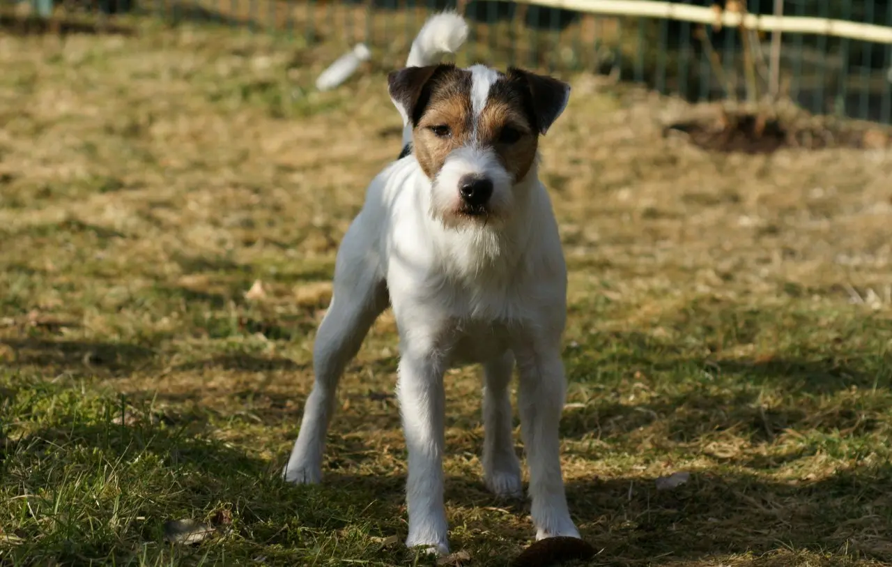 Int. Ch. Percy Stuart von Wallmichrath (FCI)