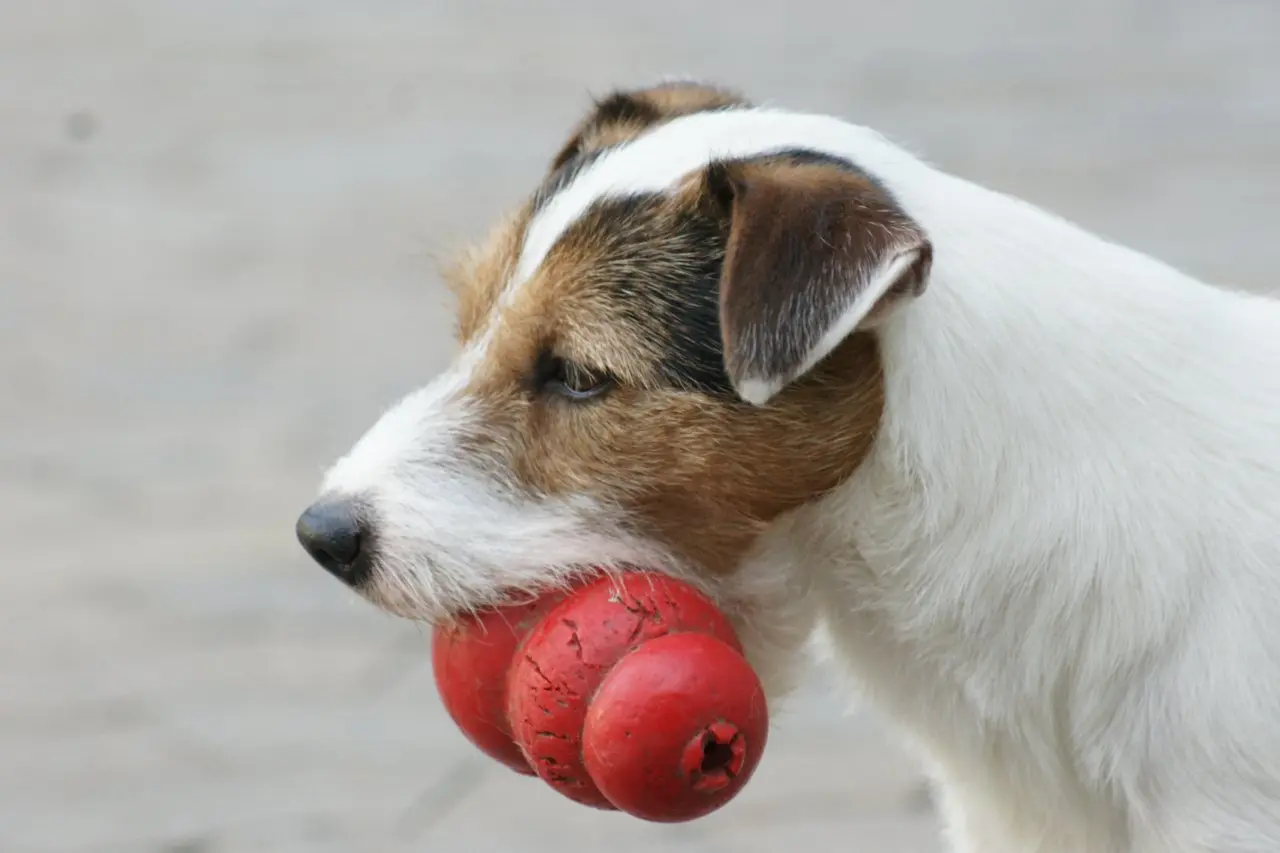 Int. Ch. Percy Stuart von Wallmichrath (FCI)