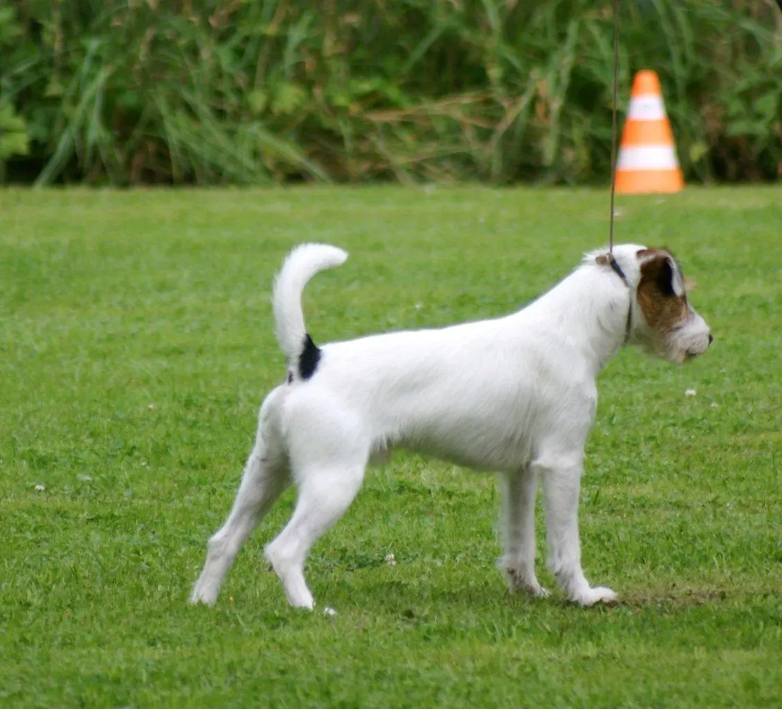 Int. Ch. Percy Stuart von Wallmichrath (FCI)