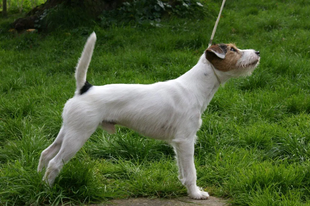 Int. Ch. Percy Stuart von Wallmichrath (FCI)