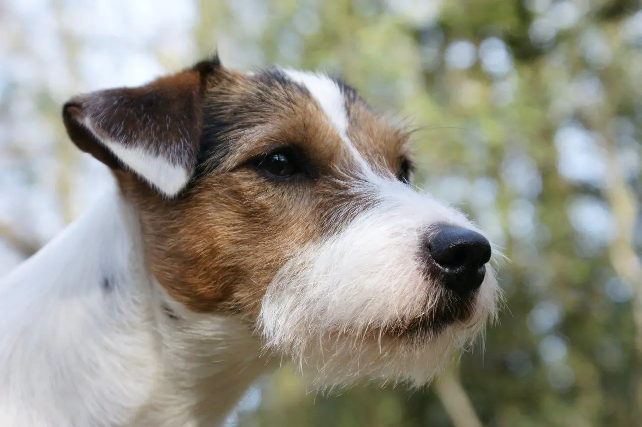 Int. Ch. Percy Stuart von Wallmichrath (FCI)