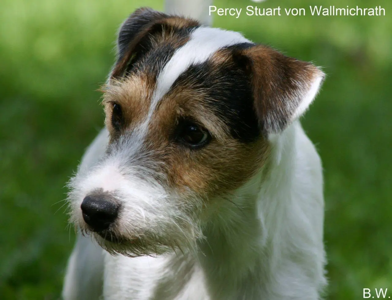 Int. Ch. Percy Stuart von Wallmichrath (FCI)