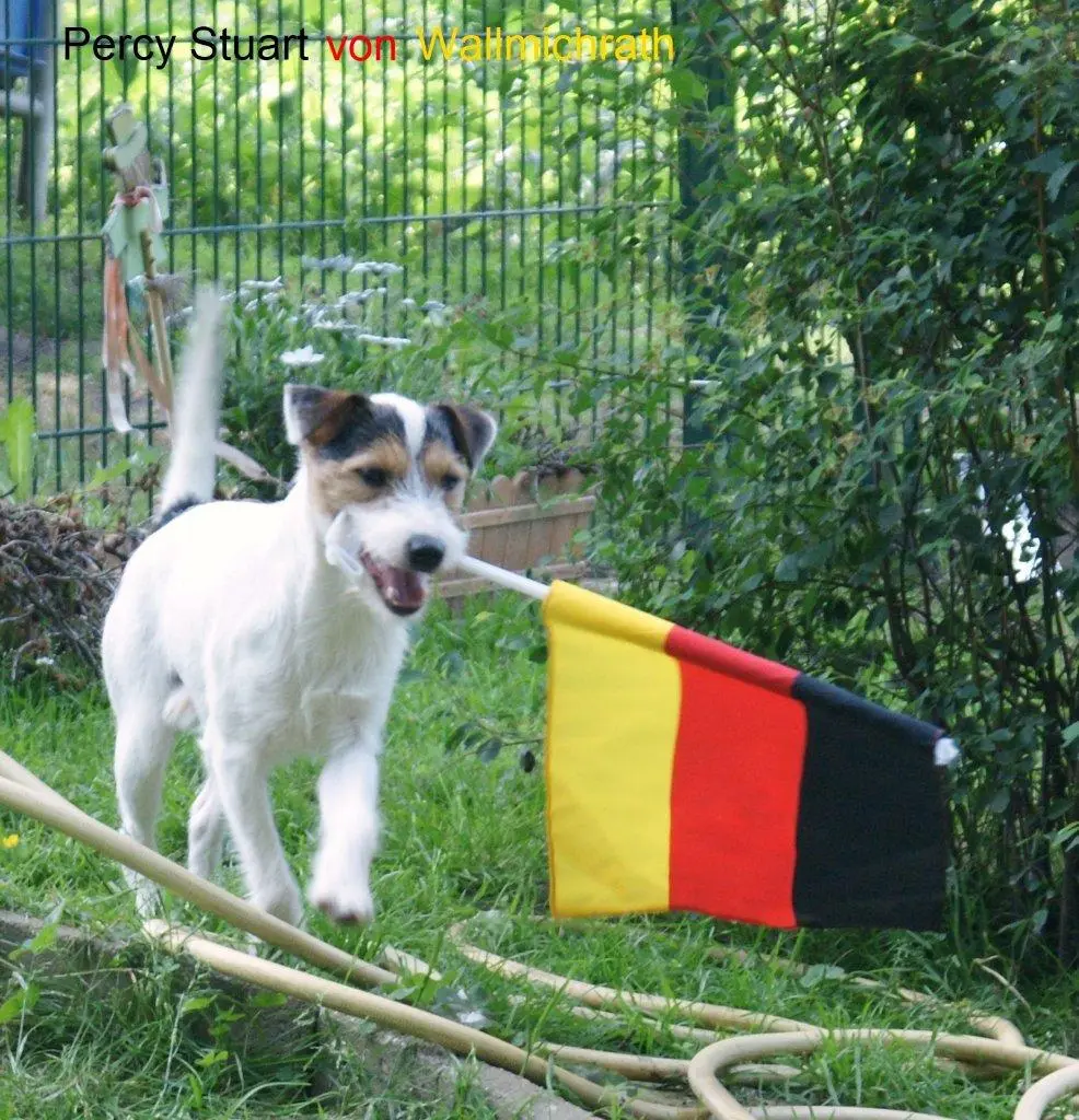 Int. Ch. Percy Stuart von Wallmichrath (FCI)