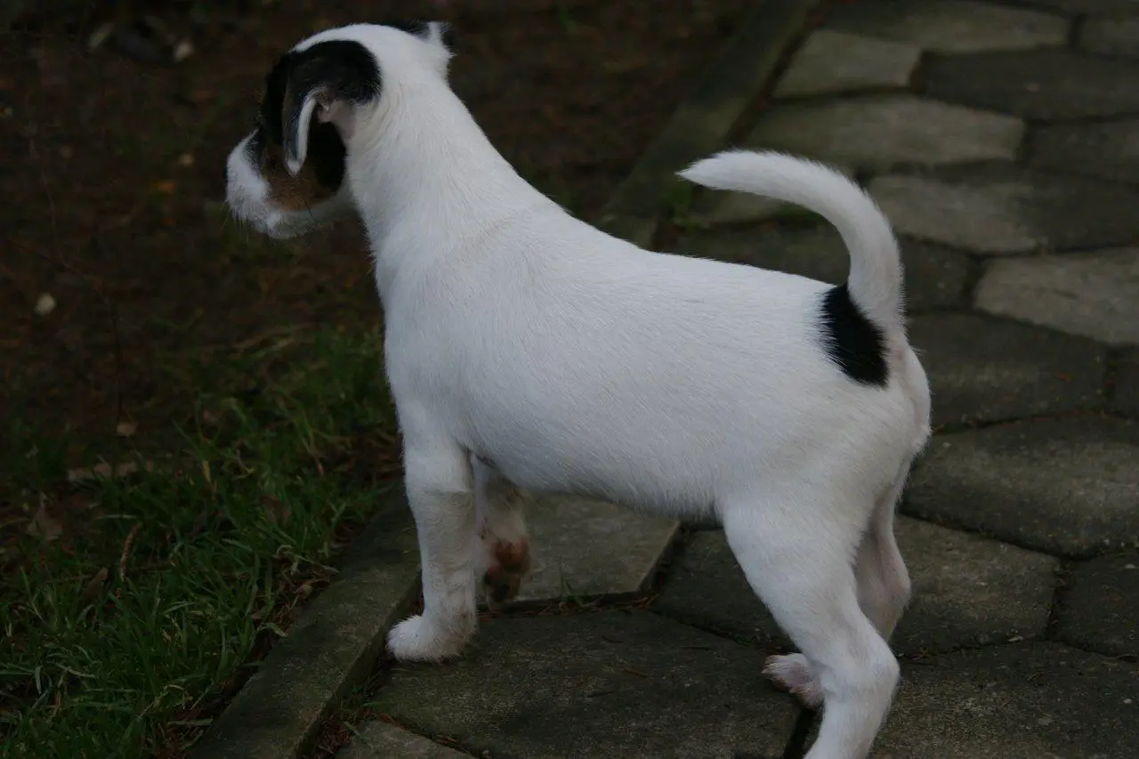 Int. Ch. Percy Stuart von Wallmichrath (FCI)