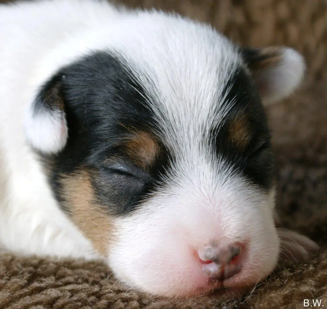 Int. Ch. Percy Stuart von Wallmichrath (FCI)