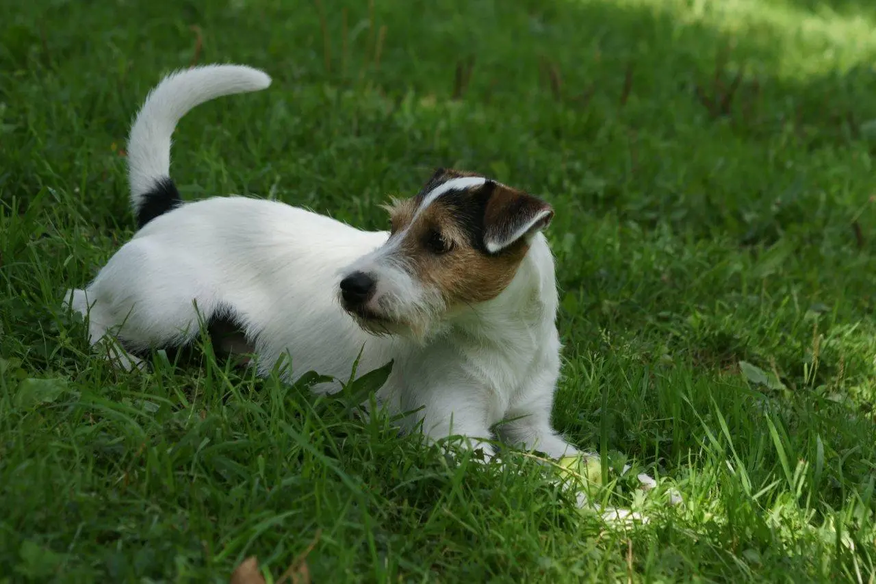 Int. Ch. Percy Stuart von Wallmichrath (FCI)