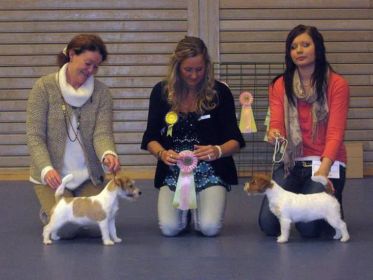 Int. Ch. Saltisgårdens von Schneider (FCI)