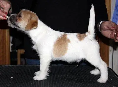 Int. Ch. Saltisgårdens von Schneider (FCI)