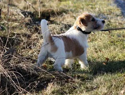 Int. Ch. Saltisgårdens von Schneider (FCI)