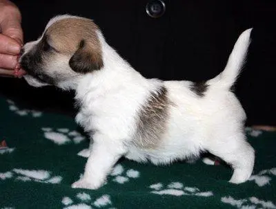 Int. Ch. Saltisgårdens von Schneider (FCI)