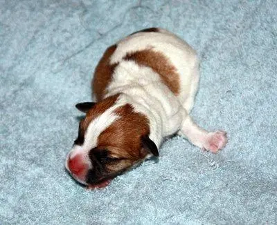 Int. Ch. Saltisgårdens von Schneider (FCI)