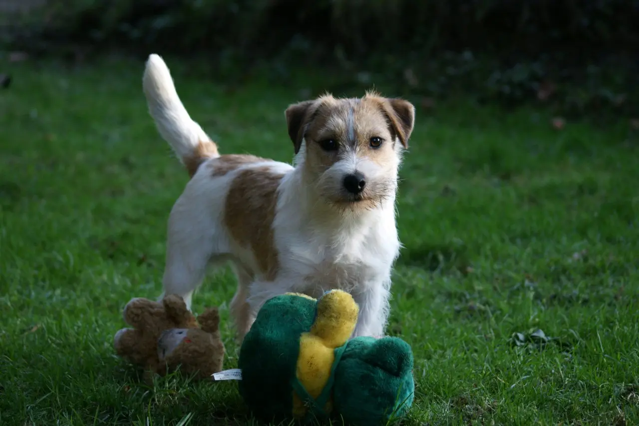 Int. Ch. Saltisgårdens von Schneider (FCI)