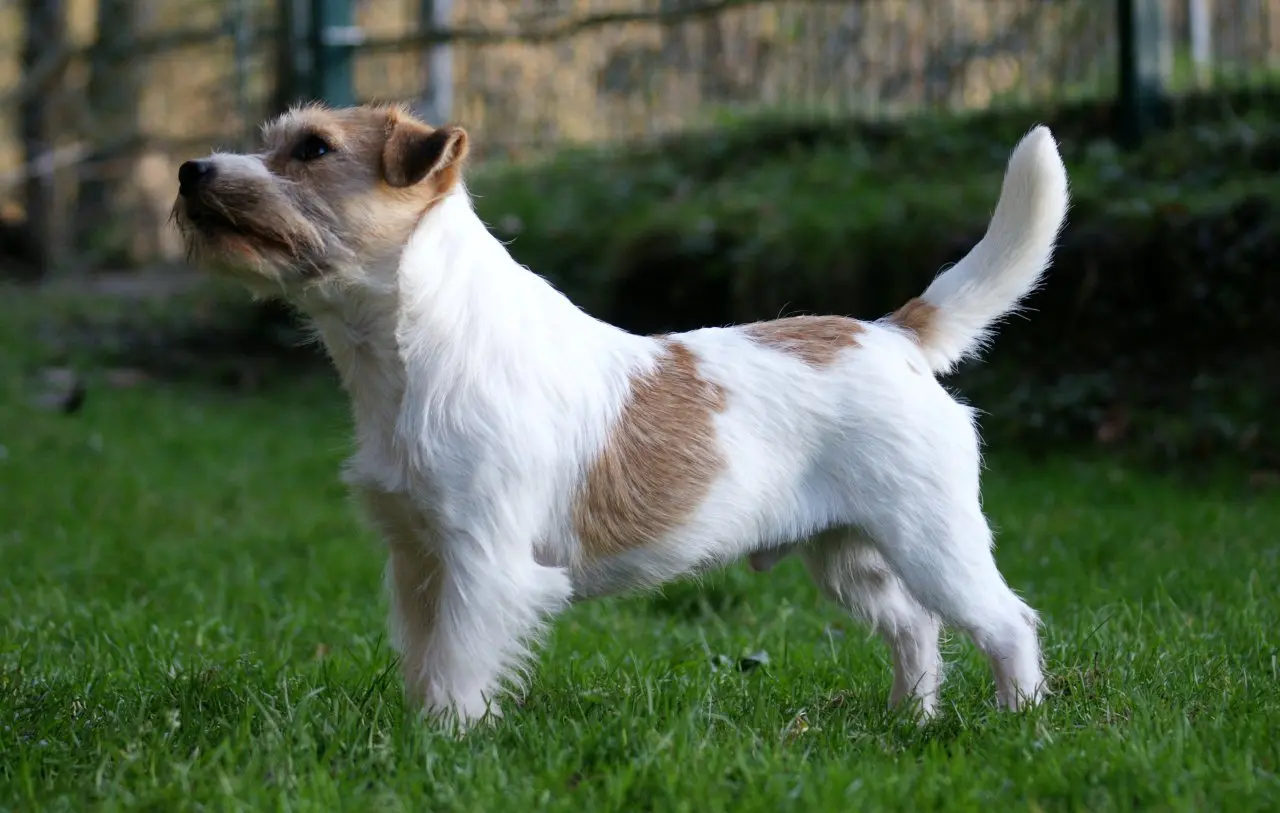 Int. Ch. Saltisgårdens von Schneider (FCI)