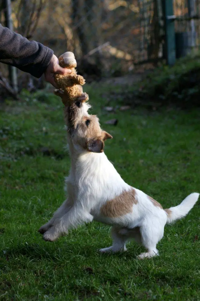 Int. Ch. Saltisgårdens von Schneider (FCI)