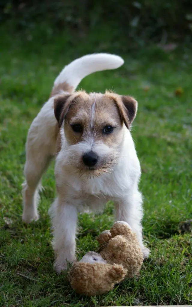 Int. Ch. Saltisgårdens von Schneider (FCI)