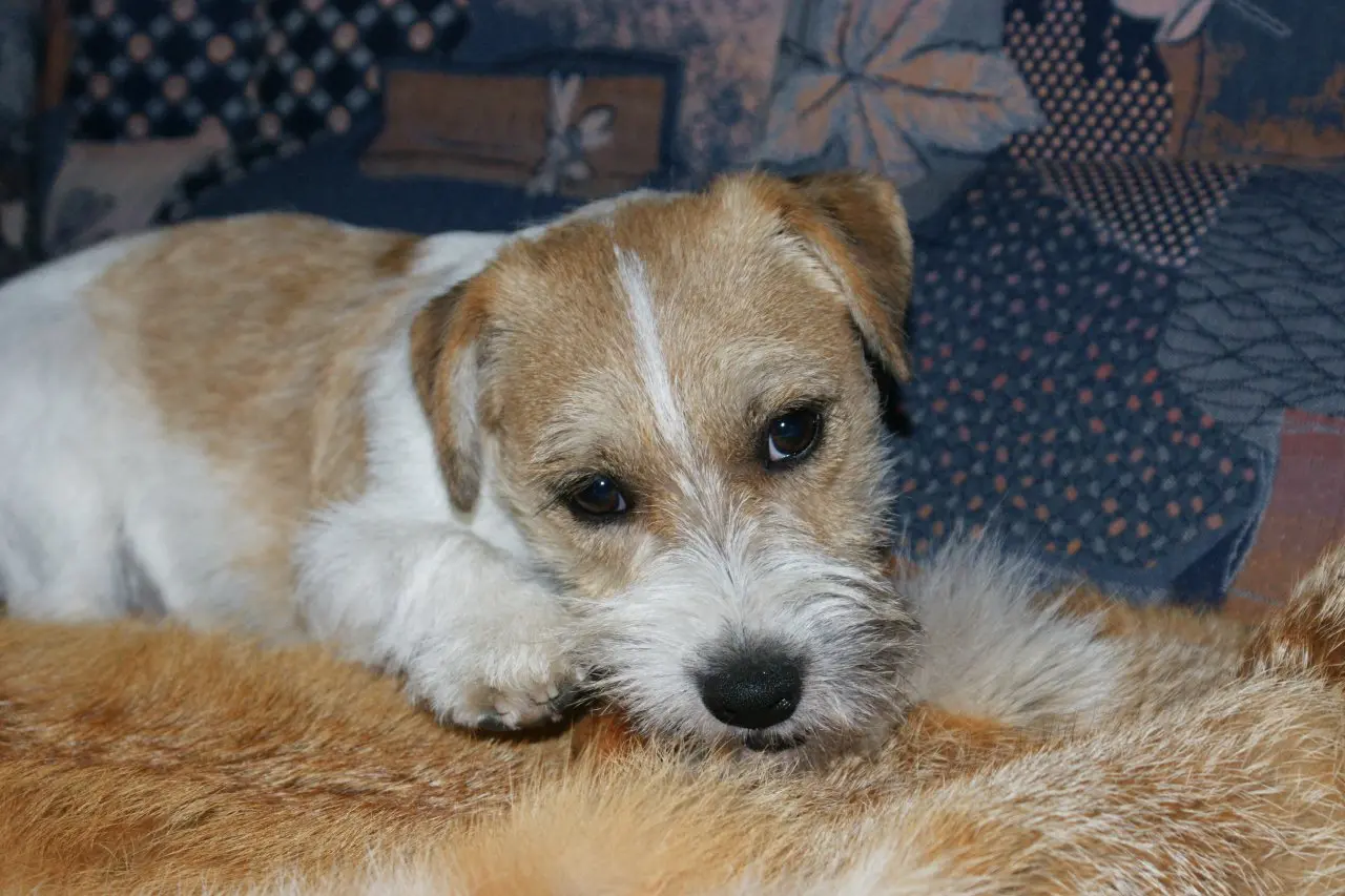 Int. Ch. Saltisgårdens von Schneider (FCI)