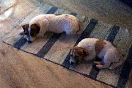 Int. Ch. Saltisgårdens von Schneider (FCI)