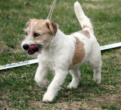 Int. Ch. Saltisgårdens von Schneider (FCI)