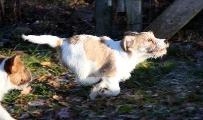 Int. Ch. Saltisgårdens von Schneider (FCI)